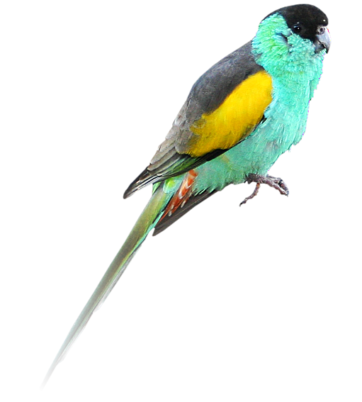 Psephotus dissimilis 